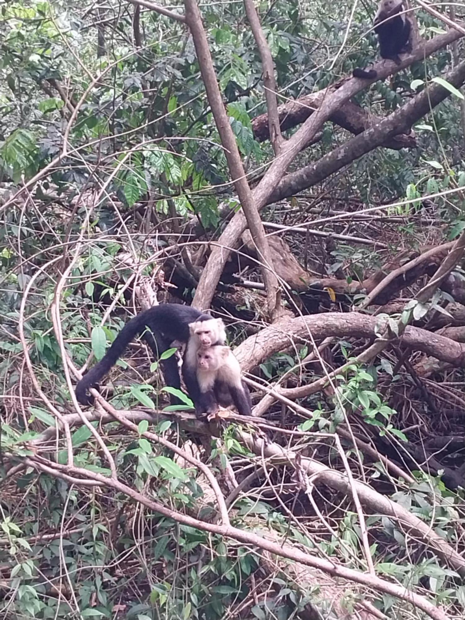 Happy Monkeys Villa Puerto Jiménez Екстериор снимка