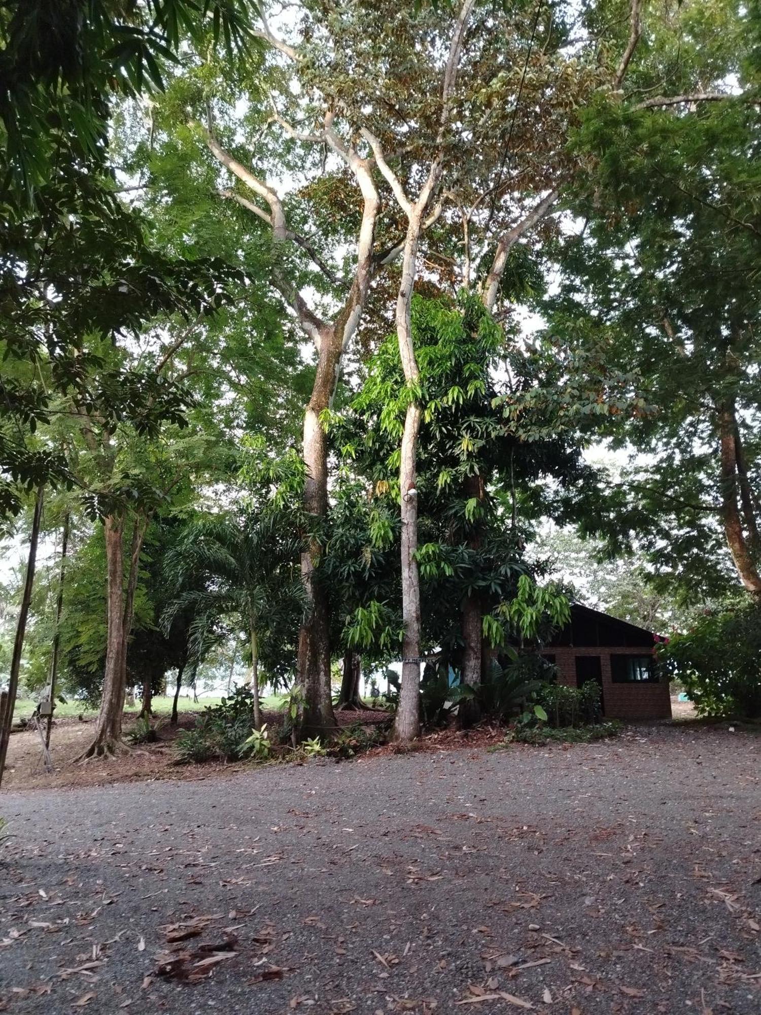 Happy Monkeys Villa Puerto Jiménez Екстериор снимка