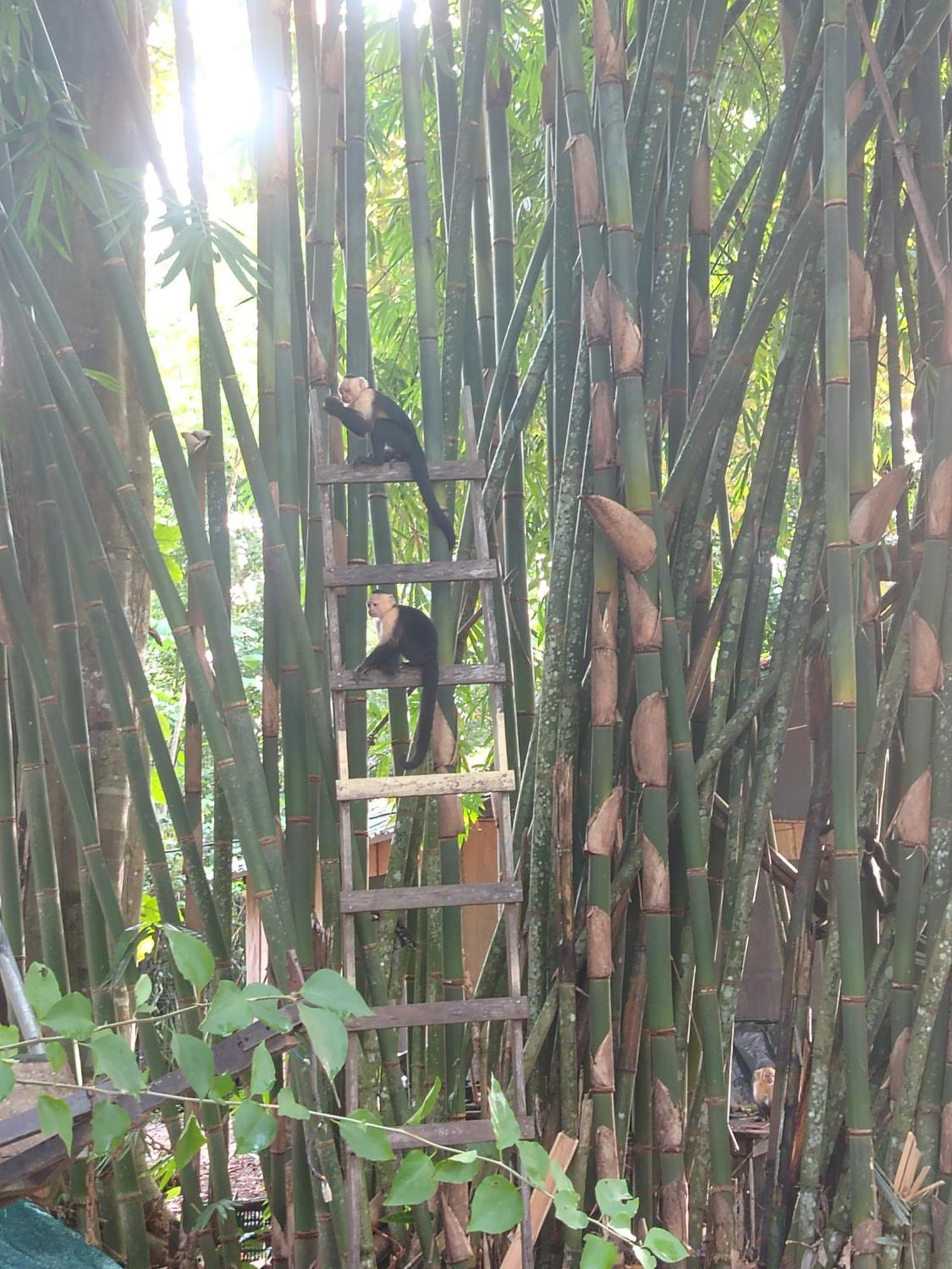 Happy Monkeys Villa Puerto Jiménez Екстериор снимка